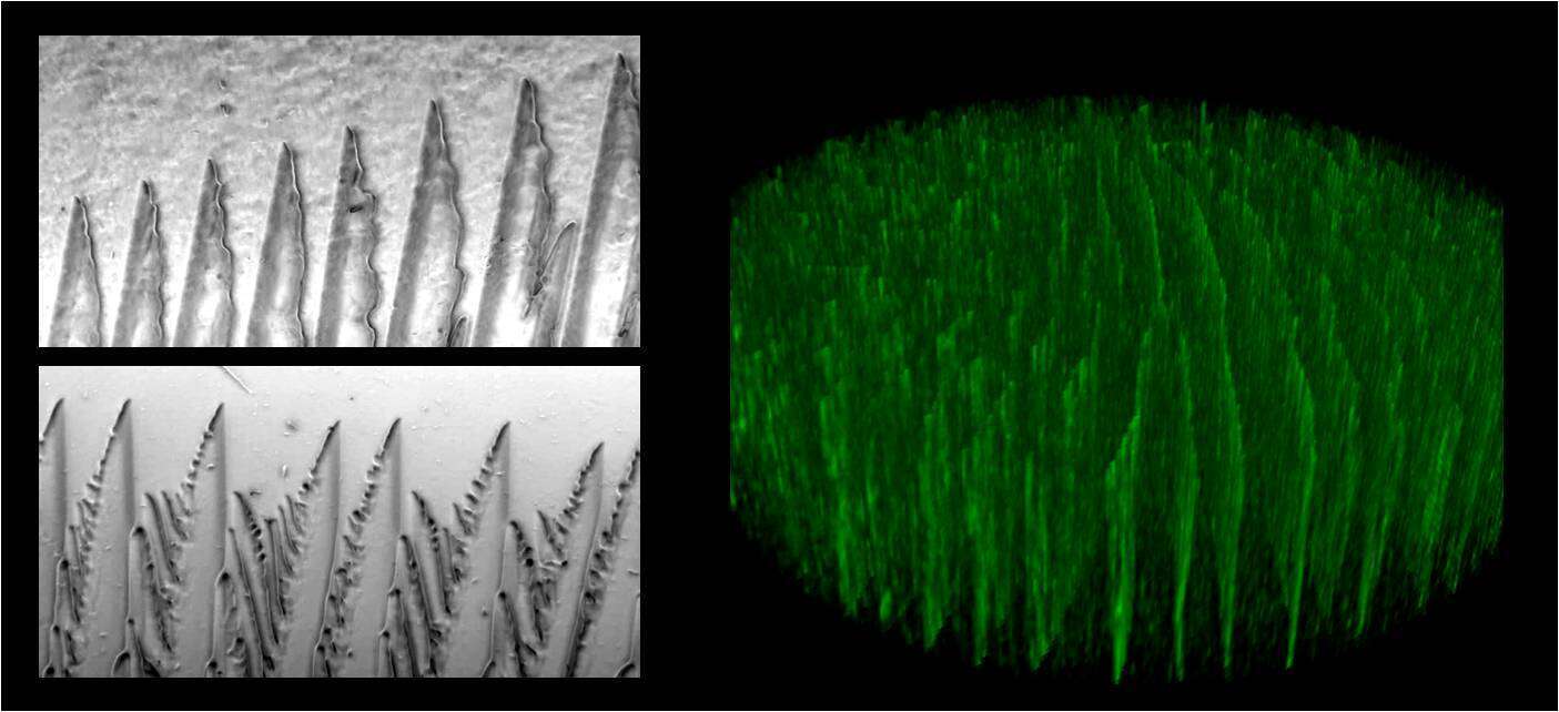 Ice templating. Unidirectional growth of ice crystals (left panel). Directional porous nanocrystaline cellulose foam (right panel).